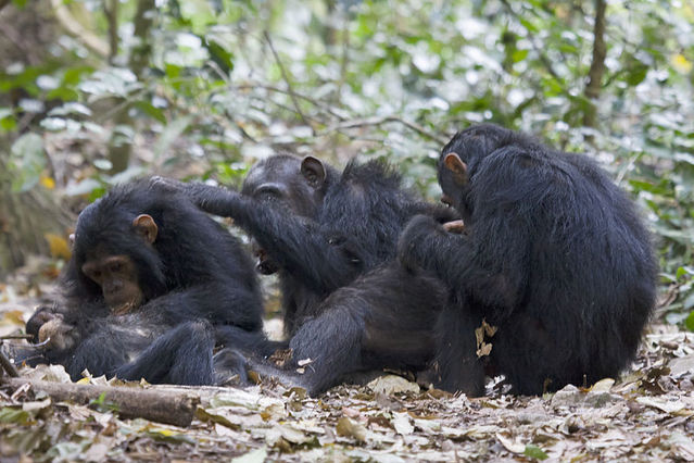chimpanzee habits chimpanzee essay conclusion